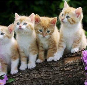 Meet your Posher, Rupinder